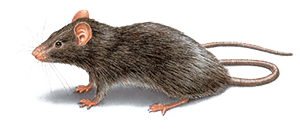 Illustration of a Grey Roof Rat