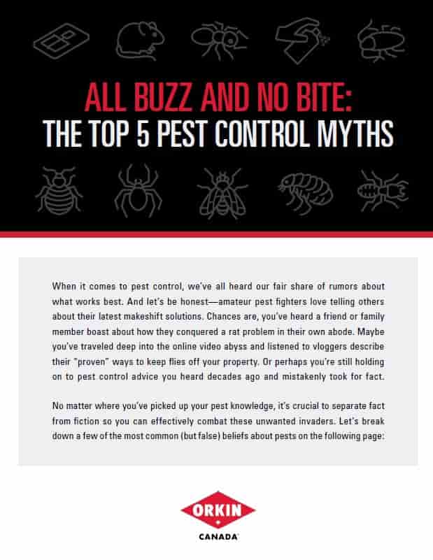 The Top 5 Pest Control Myths