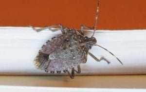 Brown Marmorated Stink Bug in a home