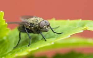 Cluster fly on a leaf