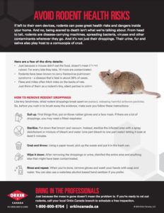 Rodent Health Risks Guide