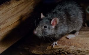 Avoiding Rodents Like The Plague