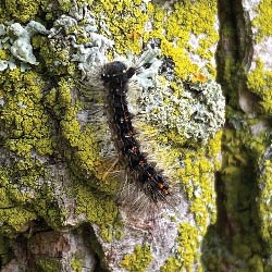 Spongy Moth Caterpillar on a tree