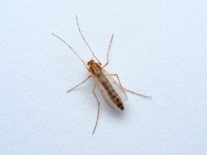 A non-biting midge perched on a white wall.