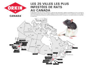 Les 25 villes les plus infestées de rats au Canada