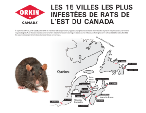 les 15 villes les plus infestées de rats de l’Est du Canada