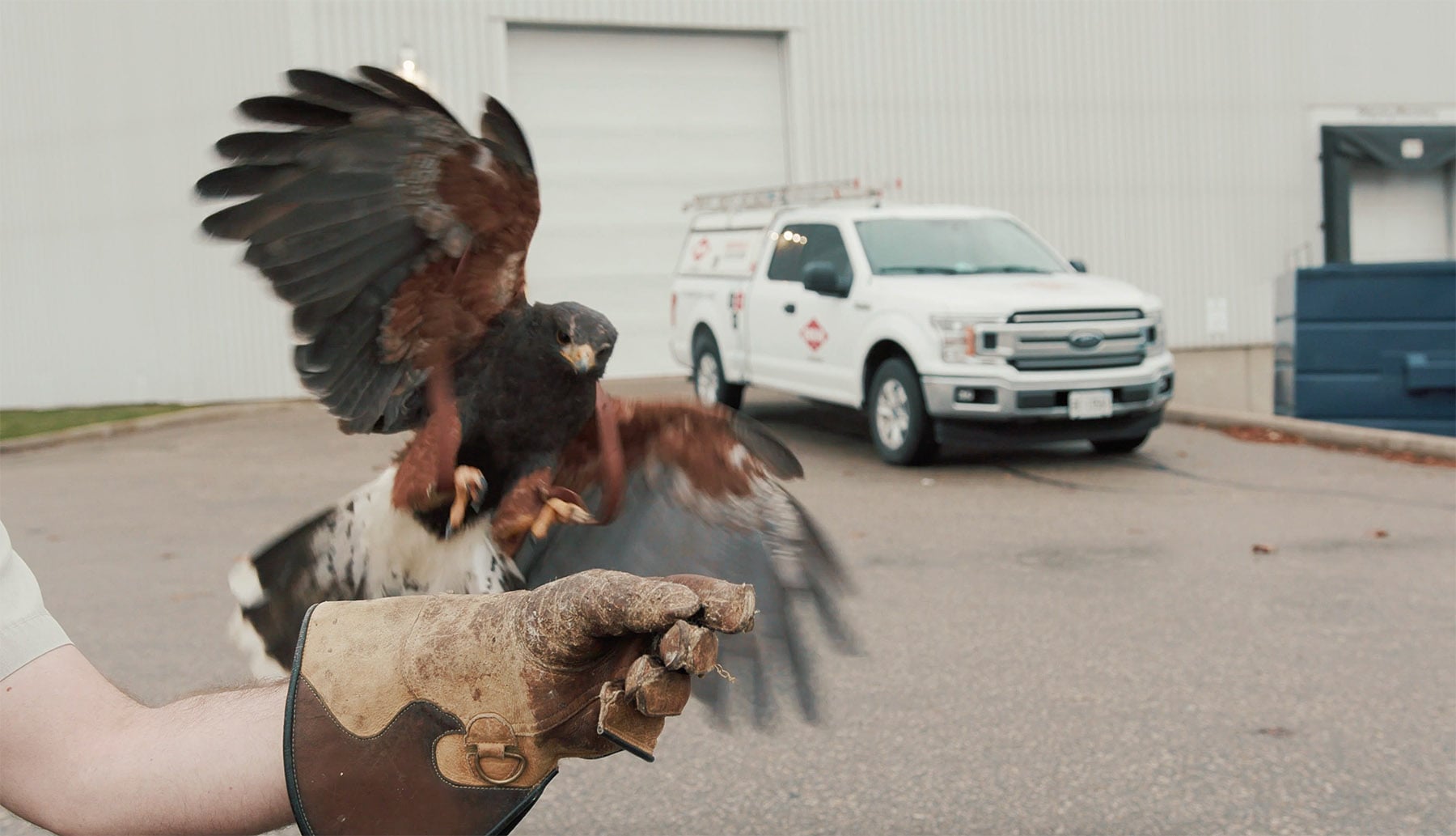 bird of prey flying to gloved hand with Orkin Truck in the background