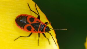 Close up of a European Firebug